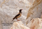 WildLife Photos of Birds, Crows, Starlings & others, Rose-colored Starling, Sturnus roseus